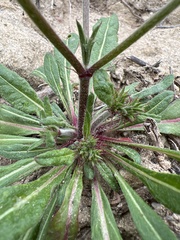 Chorizanthe staticoides