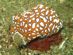 Botryllus