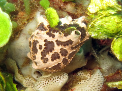 Botryllus