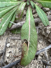 Chorizanthe staticoides