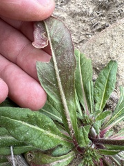 Chorizanthe staticoides