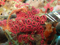 Botryllus tuberatus