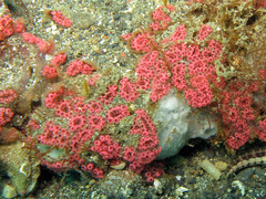 Botryllus tuberatus