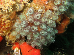 Clavelinidae