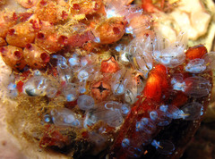 Clavelina obesa
