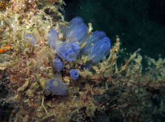 Clavelina moluccensis