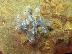Clavelina
