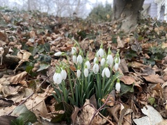 Galanthus