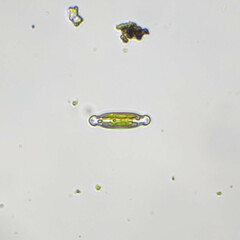 Naviculales