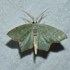 Chloropteryx tepperaria