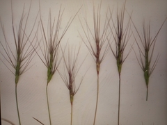 Aegilops triuncialis