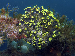 Clavelina robusta