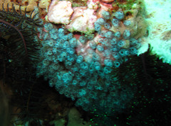 Clavelina