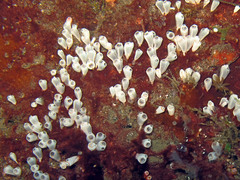 Clavelina