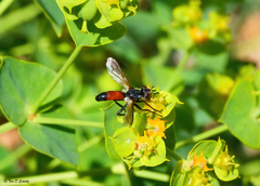 Cylindromyia intermedia