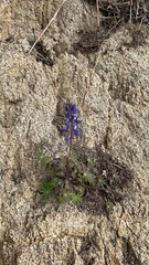 Lupinus sparsiflorus