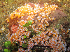Clavelina