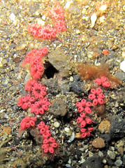 Botryllus