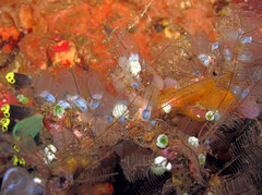 Clavelina obesa