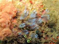 Clavelina