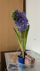Hyacinthus orientalis