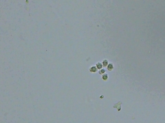 Trechispora
