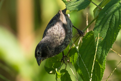 Camarhynchus parvulus
