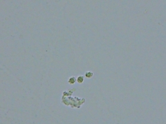 Trechispora