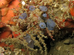 Clavelina moluccensis