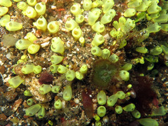 Clavelina