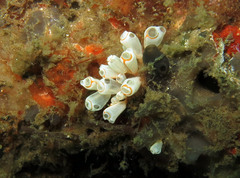 Clavelina