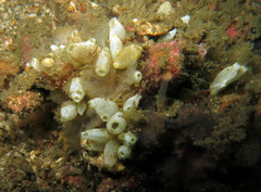 Clavelina