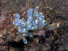 Clavelina
