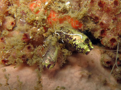Clavelina viola