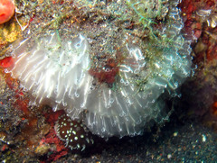 Diazona formosa