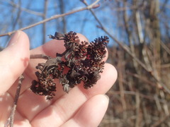 Taphrina robinsoniana