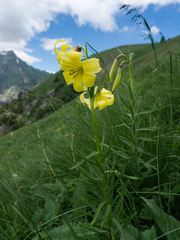 Lilium kesselringianum