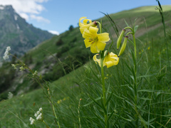 Lilium kesselringianum