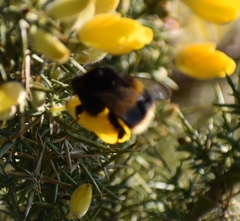 Bombus terrestris audax