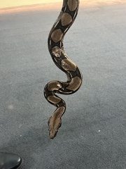 Boa constrictor