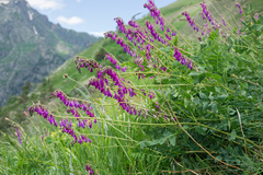 Hedysarum caucasicum