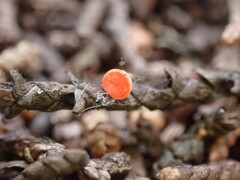 Pseudopithyella minuscula