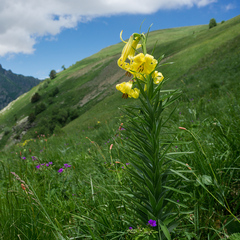 Lilium kesselringianum