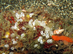 Ecteinascidia bandaensis