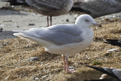 Larus glaucoides kumlieni