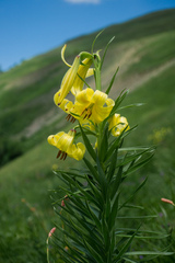 Lilium kesselringianum