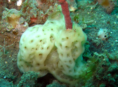 Eudistoma reginum