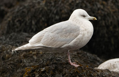 Larus glaucoides kumlieni