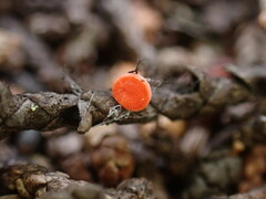 Pseudopithyella minuscula