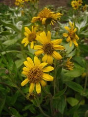 Arnica chamissonis